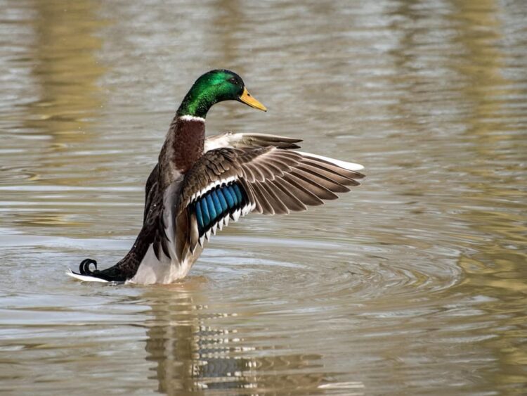 Police issue warning after ducks ‘targeted with catapult’ in Devizes