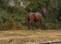 Neigh-bourhood drama as loose horse sparks police call in Calne