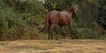 Neigh-bourhood drama as loose horse sparks police call in Calne