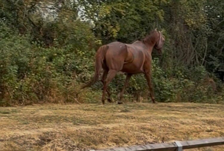 Neigh-bourhood drama as loose horse sparks police call in Calne