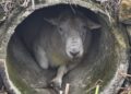 100kg ram ‘Rambo’ found wedged in pipe sparks rescue mission