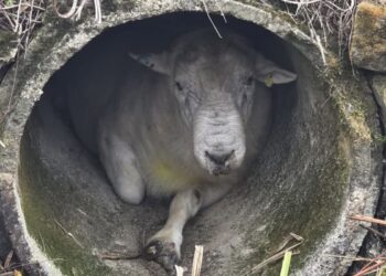 100kg ram ‘Rambo’ found wedged in pipe sparks rescue mission