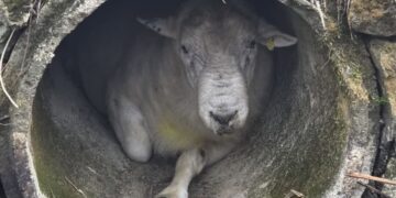 100kg ram ‘Rambo’ found wedged in pipe sparks rescue mission