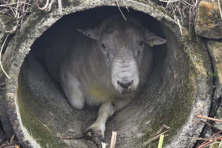 100kg ram ‘Rambo’ found wedged in pipe sparks rescue mission