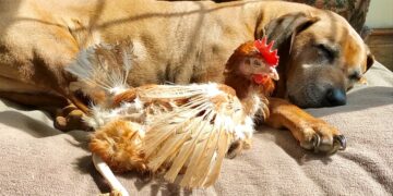 147 hens near Swindon urgently need new homes – or face slaughter