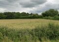 Litter picker ‘upset’ after dead dog buried at Wiltshire nature spot