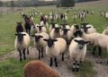 Police hunt for clues after 40 lambs stolen from Wiltshire farmland