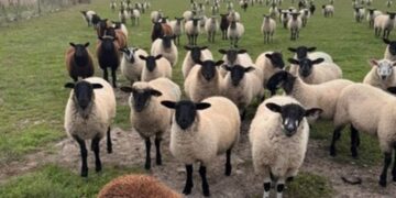 Police hunt for clues after 40 lambs stolen from Wiltshire farmland