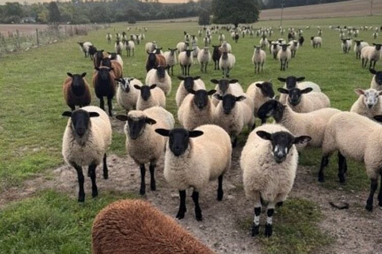 Police hunt for clues after 40 lambs stolen from Wiltshire farmland