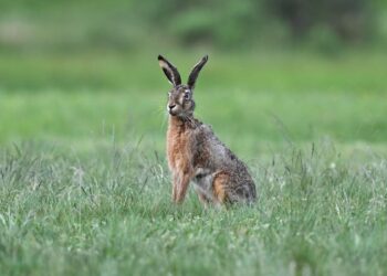 Police patrol rural areas as hare coursing reports rise in Wiltshire
