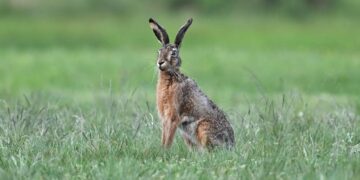 Police patrol rural areas as hare coursing reports rise in Wiltshire