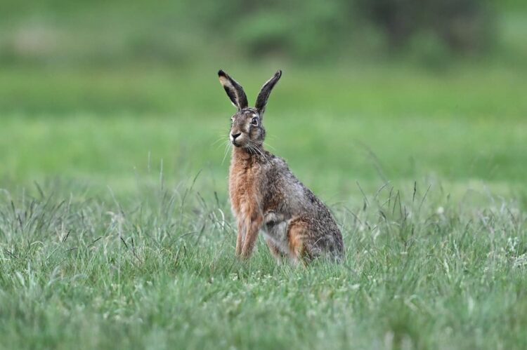 Police patrol rural areas as hare coursing reports rise in Wiltshire