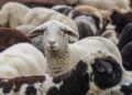 Jeremy Clarkson’s ‘stolen’ sheep were not stolen – just miscounted