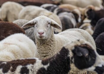 Jeremy Clarkson’s ‘stolen’ sheep were not stolen – just miscounted