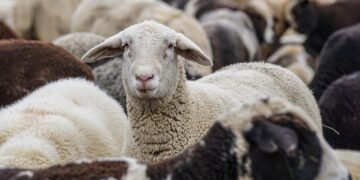 Jeremy Clarkson’s ‘stolen’ sheep were not stolen – just miscounted