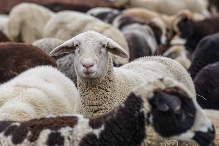 Jeremy Clarkson’s ‘stolen’ sheep were not stolen – just miscounted