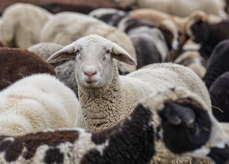 Jeremy Clarkson’s ‘stolen’ sheep were not stolen – just miscounted