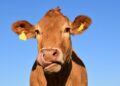 Eating less burgers could improve farm animal lives, RSPCA says