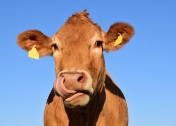 Eating less burgers could improve farm animal lives, RSPCA says