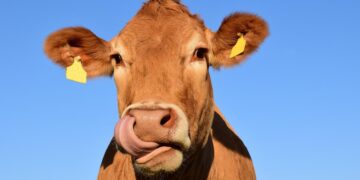 Eating less burgers could improve farm animal lives, RSPCA says