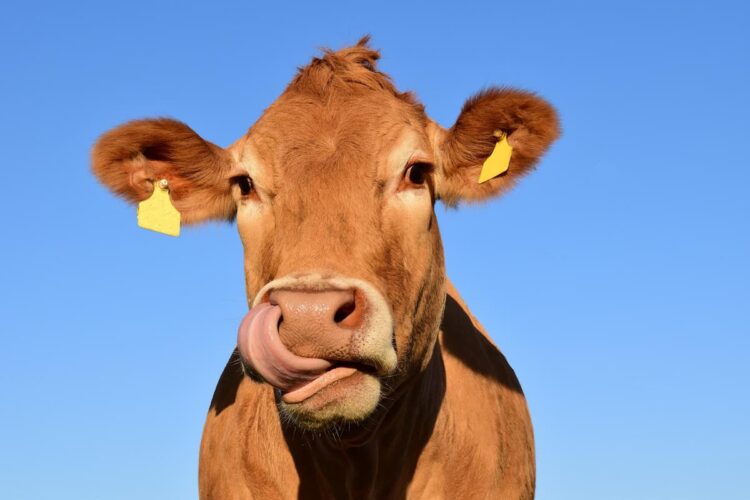 Eating less burgers could improve farm animal lives, RSPCA says