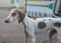 Emaciated dog suffering from open wounds found in Wiltshire village