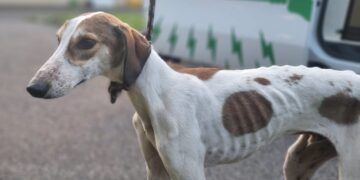 Emaciated dog suffering from open wounds found in Wiltshire village
