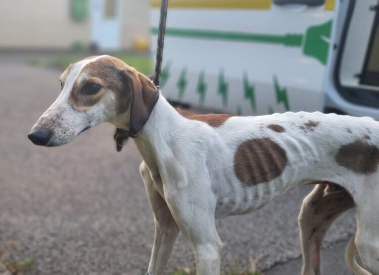 Emaciated dog suffering from open wounds found in Wiltshire village