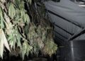 Swindon officers uncover cannabis farm after finding stolen moped