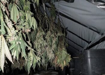 Swindon officers uncover cannabis farm after finding stolen moped