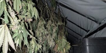 Swindon officers uncover cannabis farm after finding stolen moped