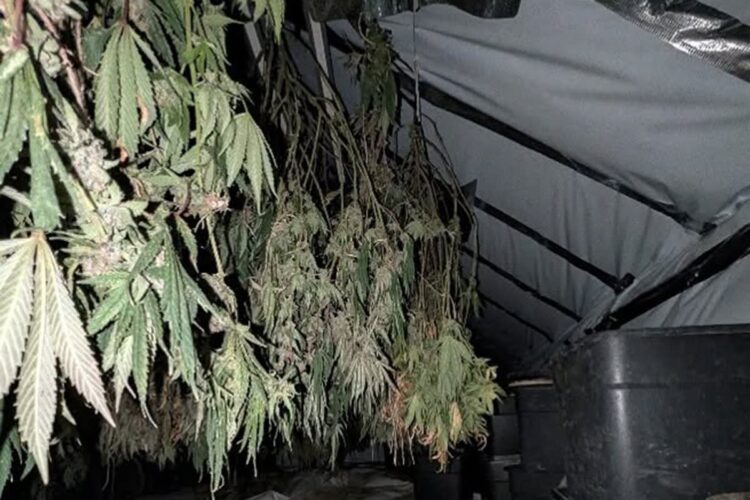 Swindon officers uncover cannabis farm after finding stolen moped