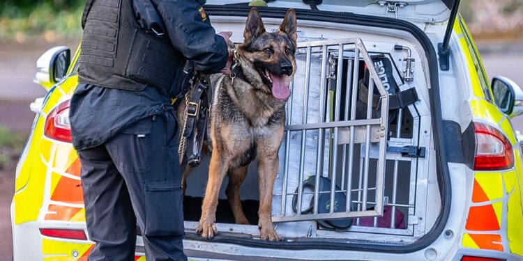 Two Wiltshire Police dogs put to sleep after catching deadly infection