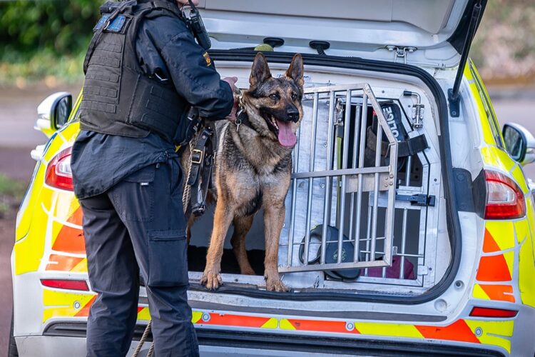 Two Wiltshire Police dogs put to sleep after catching deadly infection