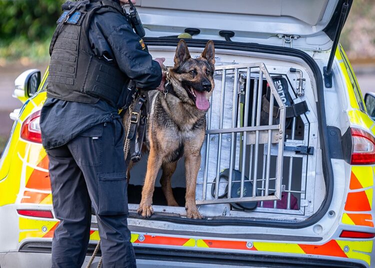 Two Wiltshire Police dogs put to sleep after catching deadly infection